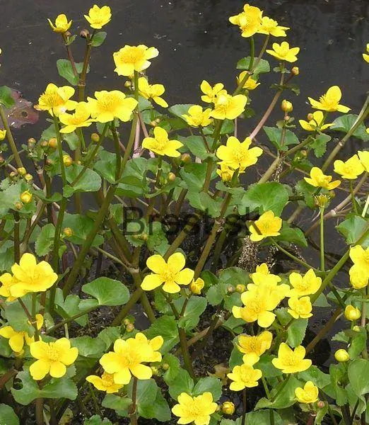 Caltha palustris